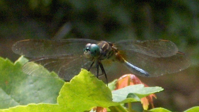 blue dragonfly