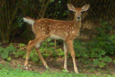 fawn