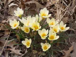 Spring crocuses 2009 copyright OPW Fredericks